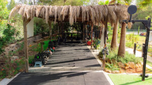 Imagen de Rewildibiza